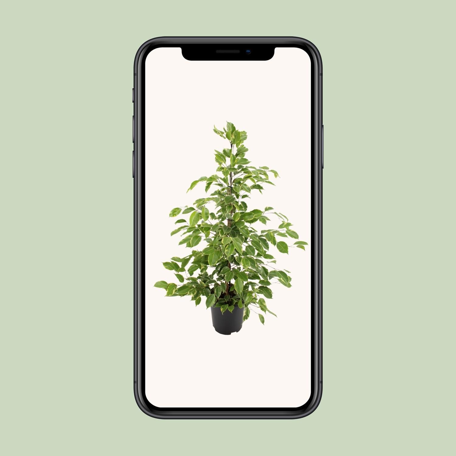Ficus benjamina Goldenking (8720634289283)