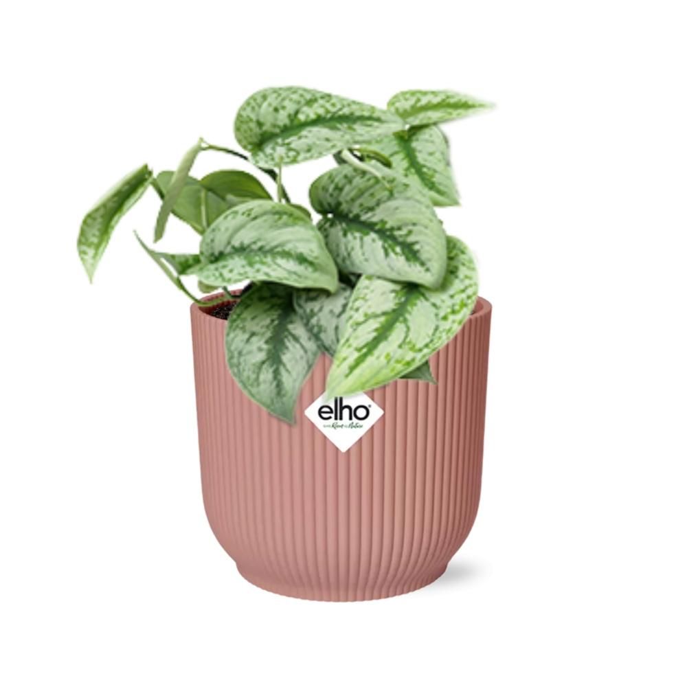 Scindapsus Pictus ‘Trebie’ in ELHO Vibes Fold 14cm roze (21717)