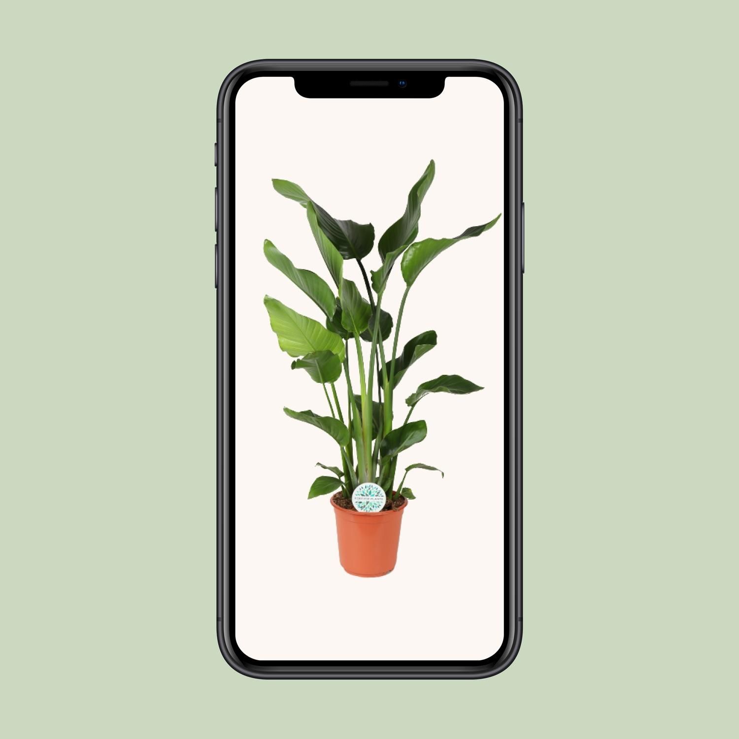 Strelitzia Nicolai (15835)