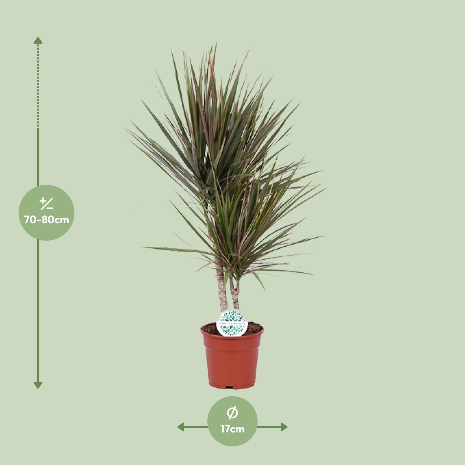 Dracaena Bicolor (19116)