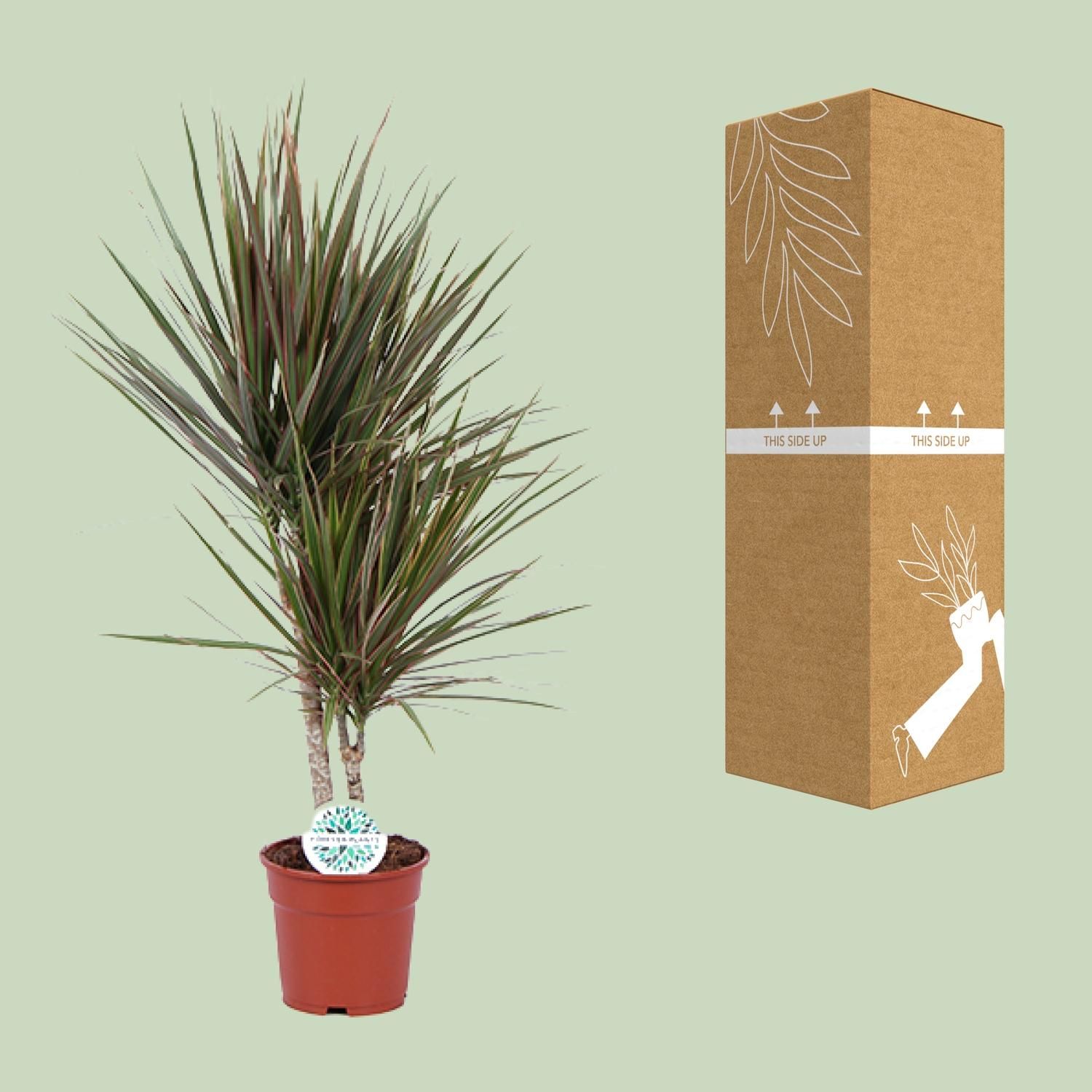 Dracaena Bicolor (19116)