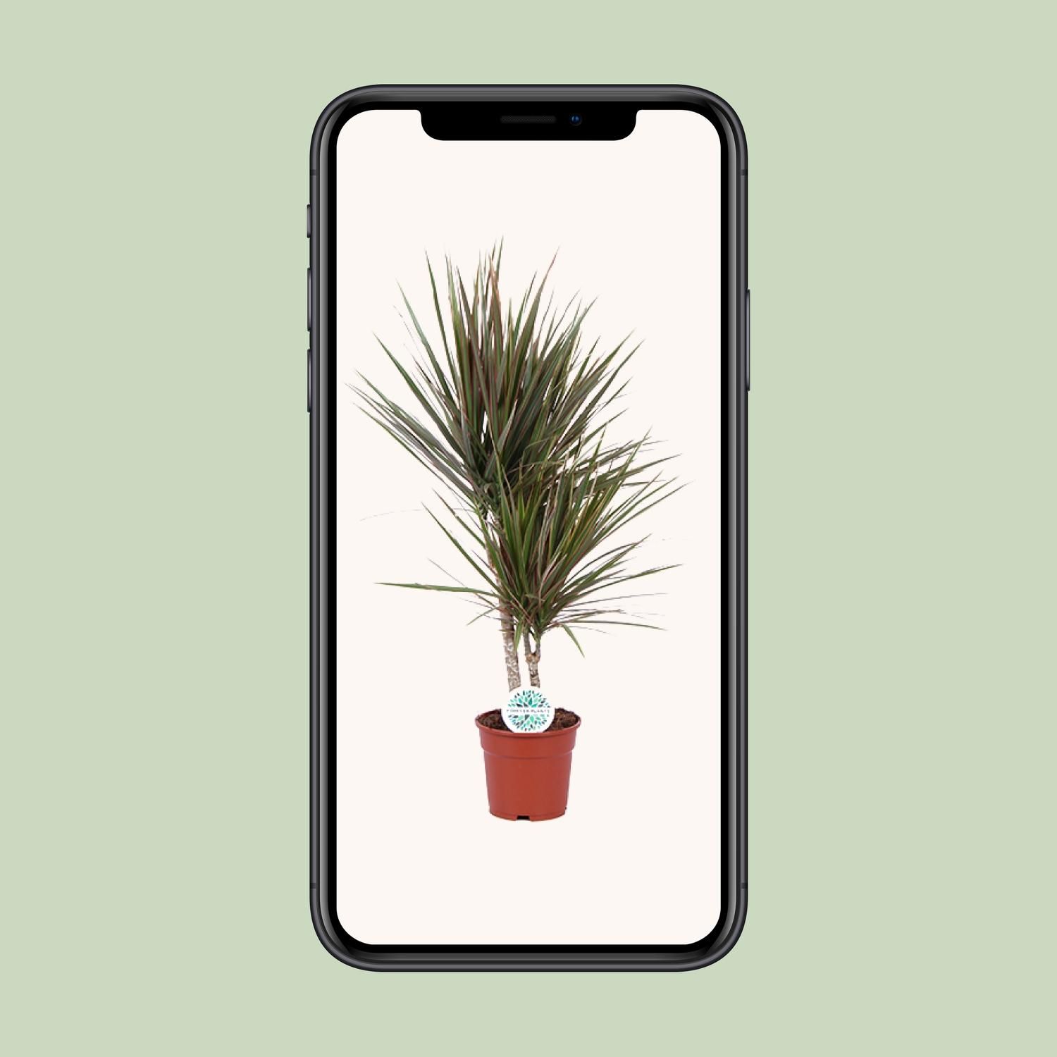 Dracaena Bicolor (19116)