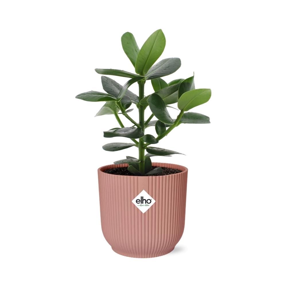 Clusia Princess in ELHO Vibes Fold 14cm roze (21711)