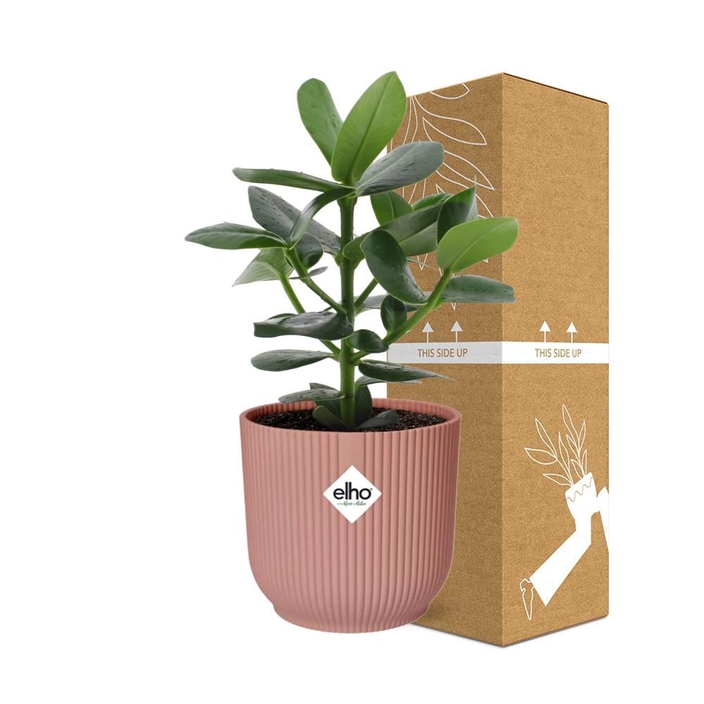 Clusia Princess in ELHO Vibes Fold 14cm roze (21711)