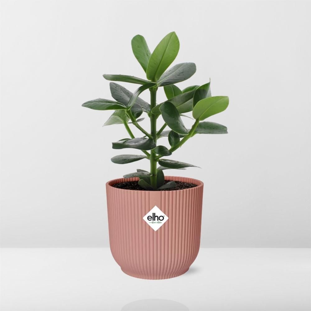 Clusia Princess in ELHO Vibes Fold 14cm roze (21711)