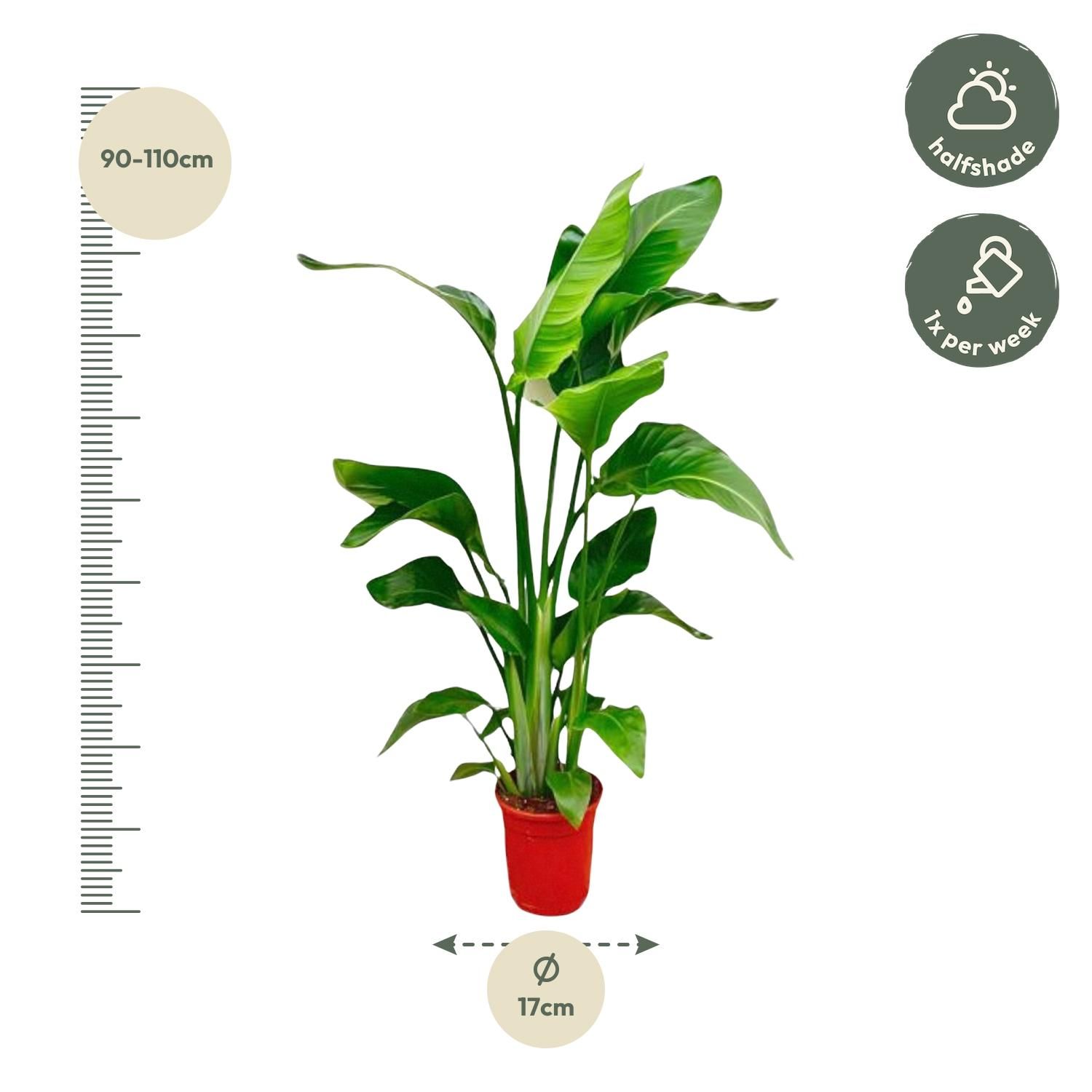 Strelitzia Nicolai - 80-100 cm - ø17 (8721055691815)