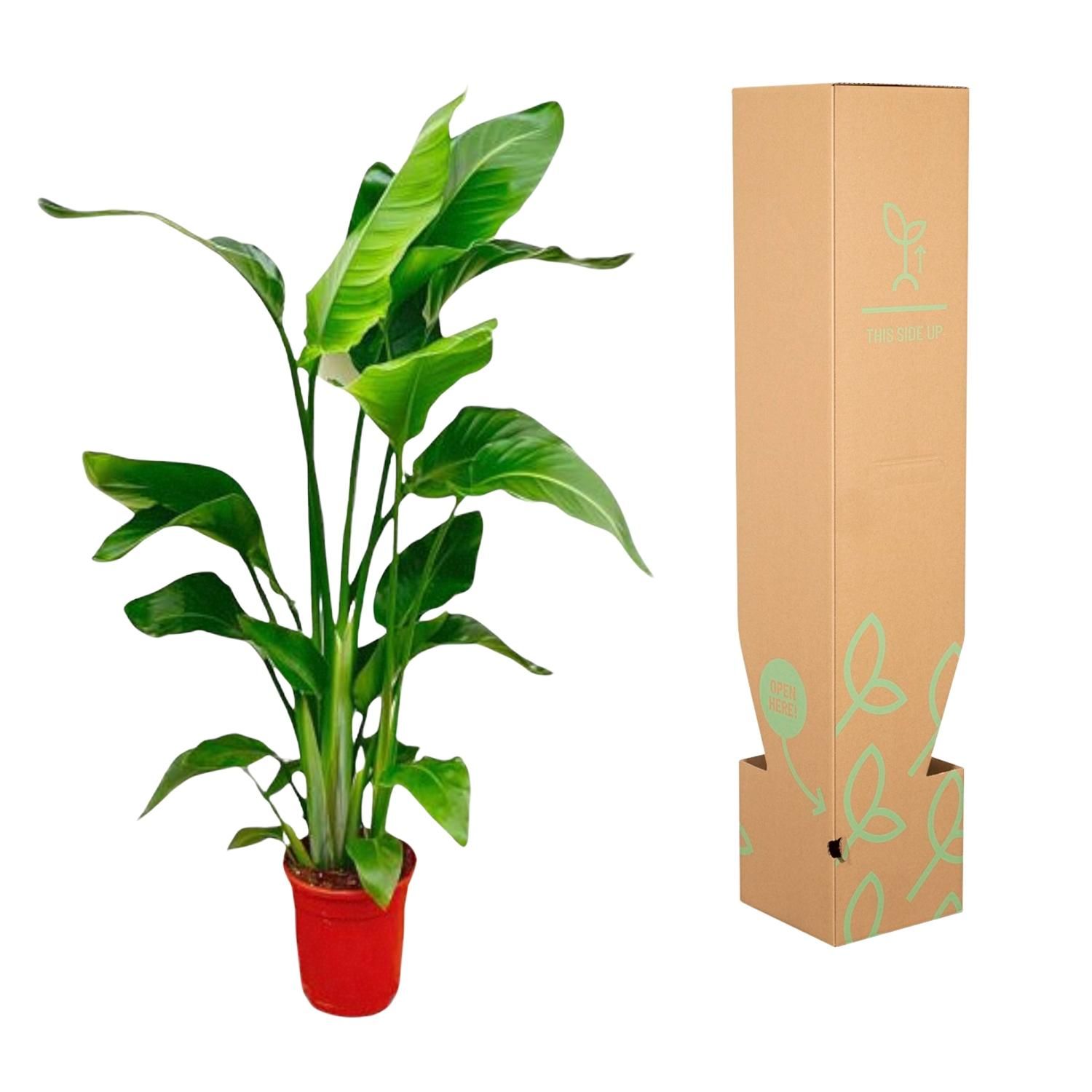 Strelitzia Nicolai - 80-100 cm - ø17 (8721055691815)