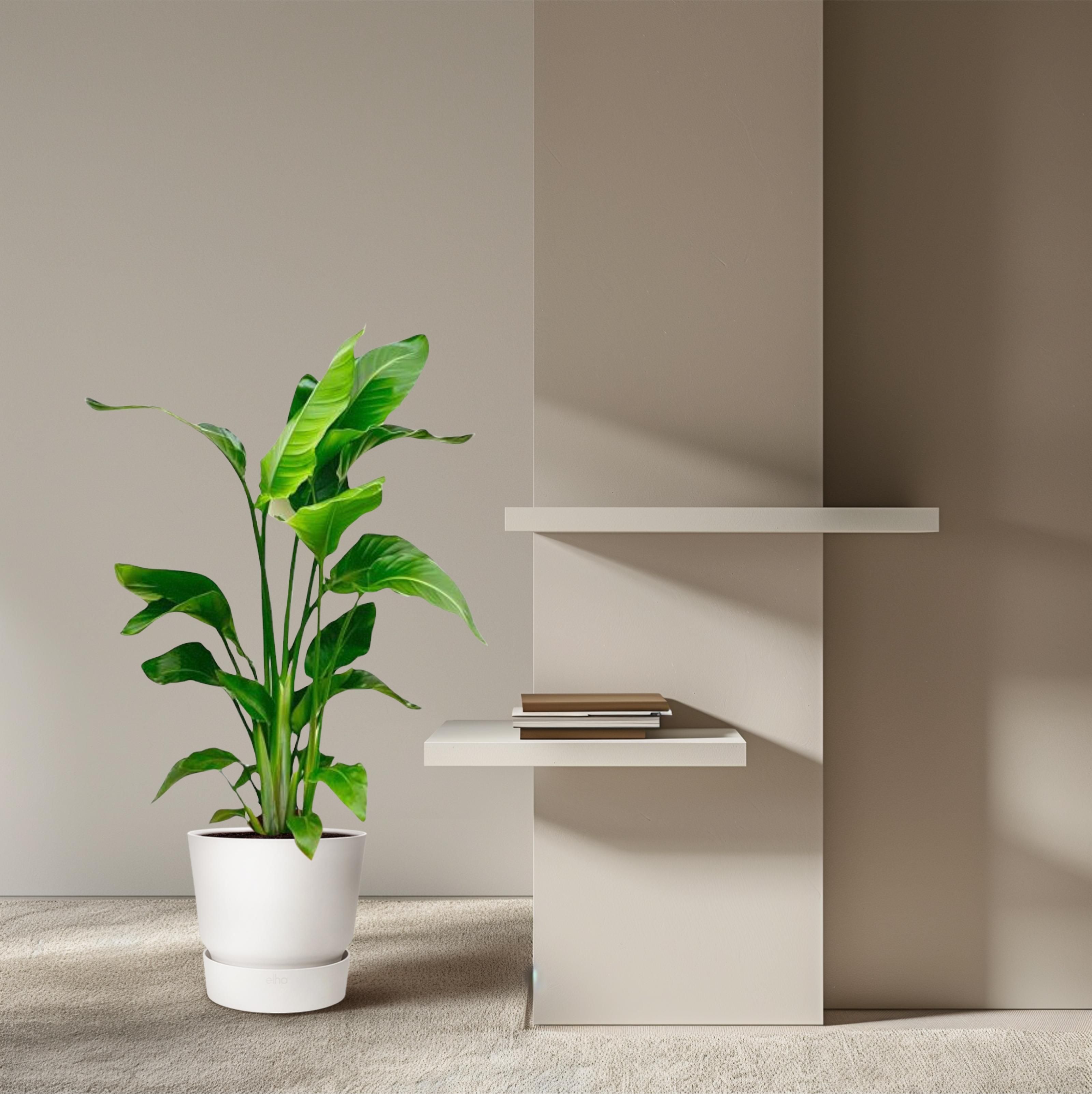 Strelitzia Nicolai - 80-100 cm - ø17 (8721055691815)