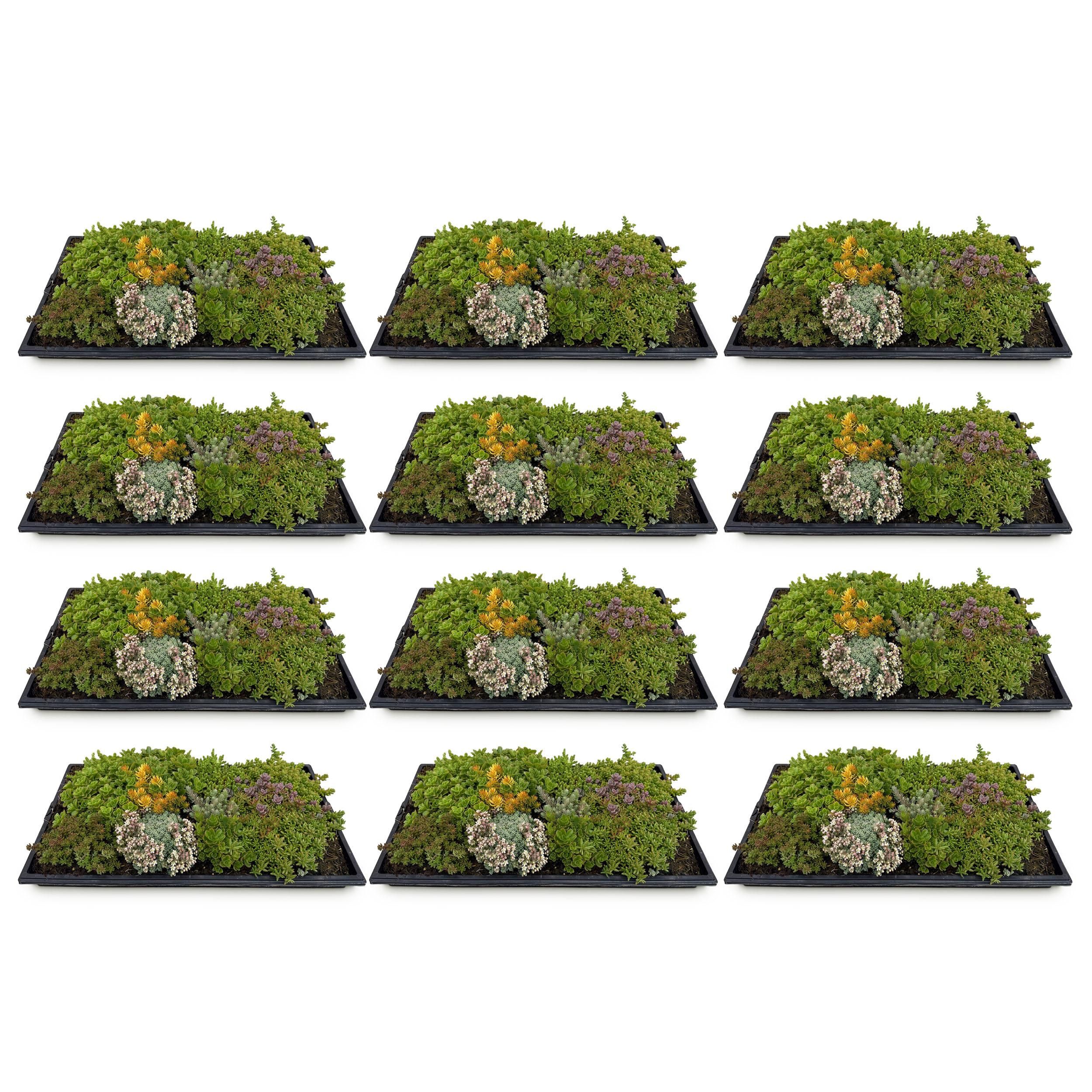 Bodembedekker - Winterhard - Sedum mat - Bestaat uit 10 soorten - X12 - Weinig Onderhoud - Lengte 50 Breedte 30 (8720872546155)
