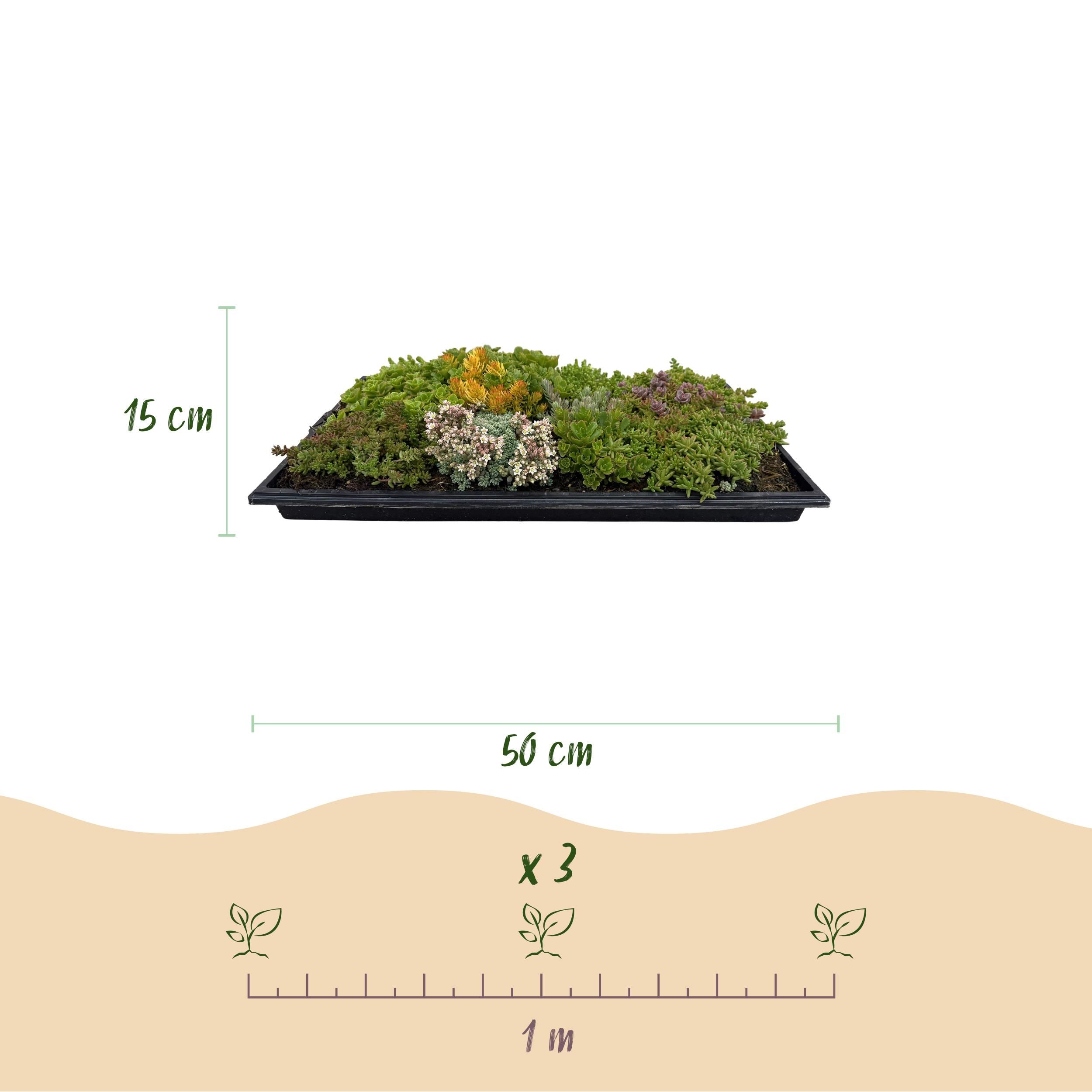 Bodembedekker - Winterhard - Sedum mat - Bestaat uit 10 soorten - X12 - Weinig Onderhoud - Lengte 50 Breedte 30 (8720872546155)