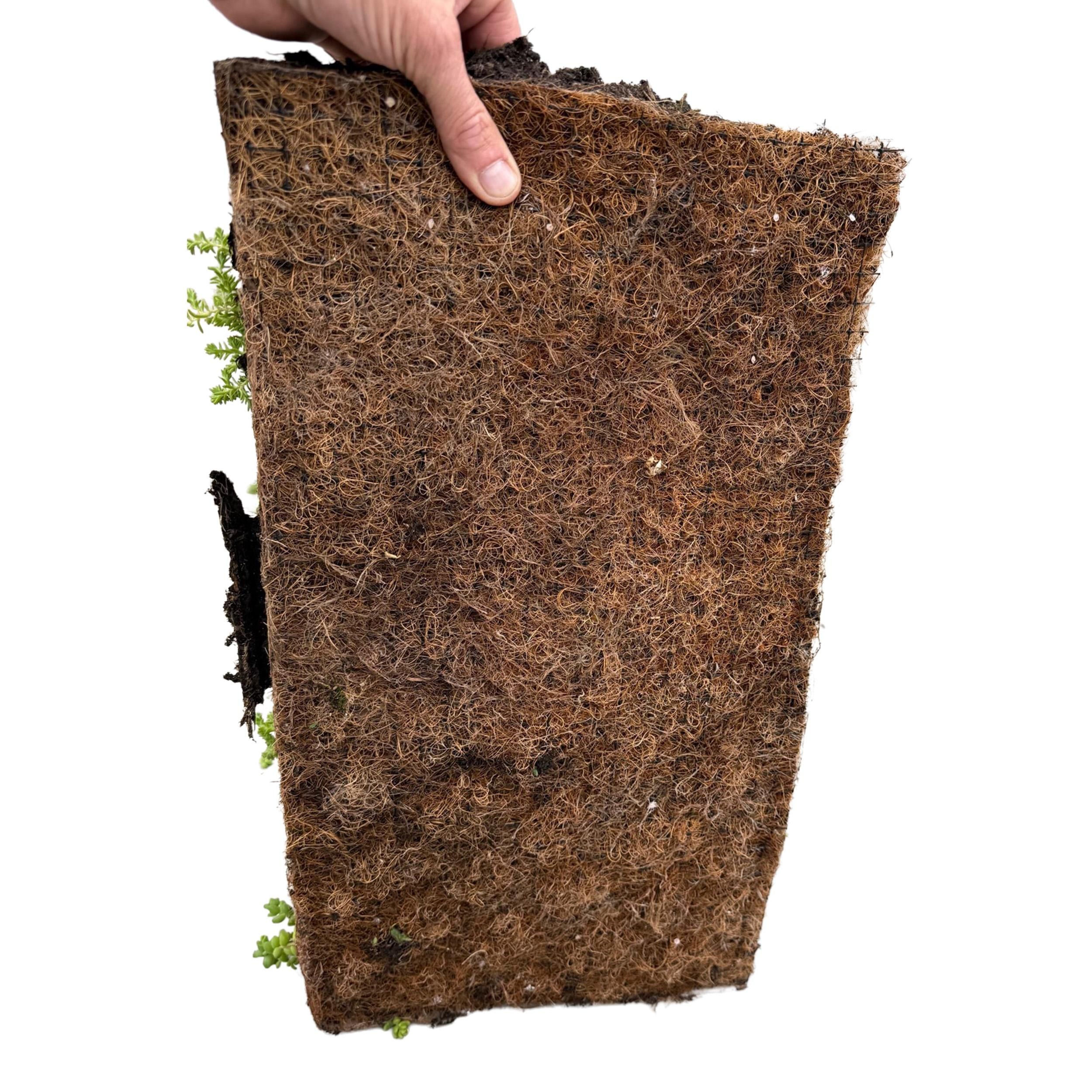 Bodembedekker - Winterhard - Sedum mat - Bestaat uit 10 soorten - X12 - Weinig Onderhoud - Lengte 50 Breedte 30 (8720872546155)