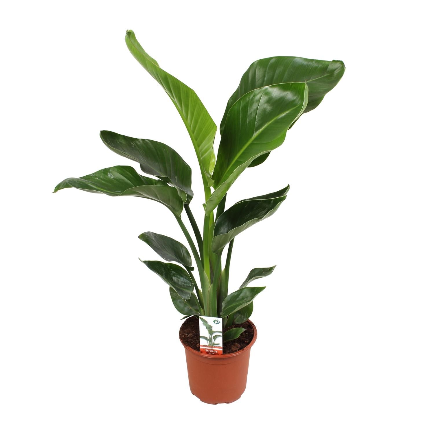 Strelitzia Nicolai (18065)