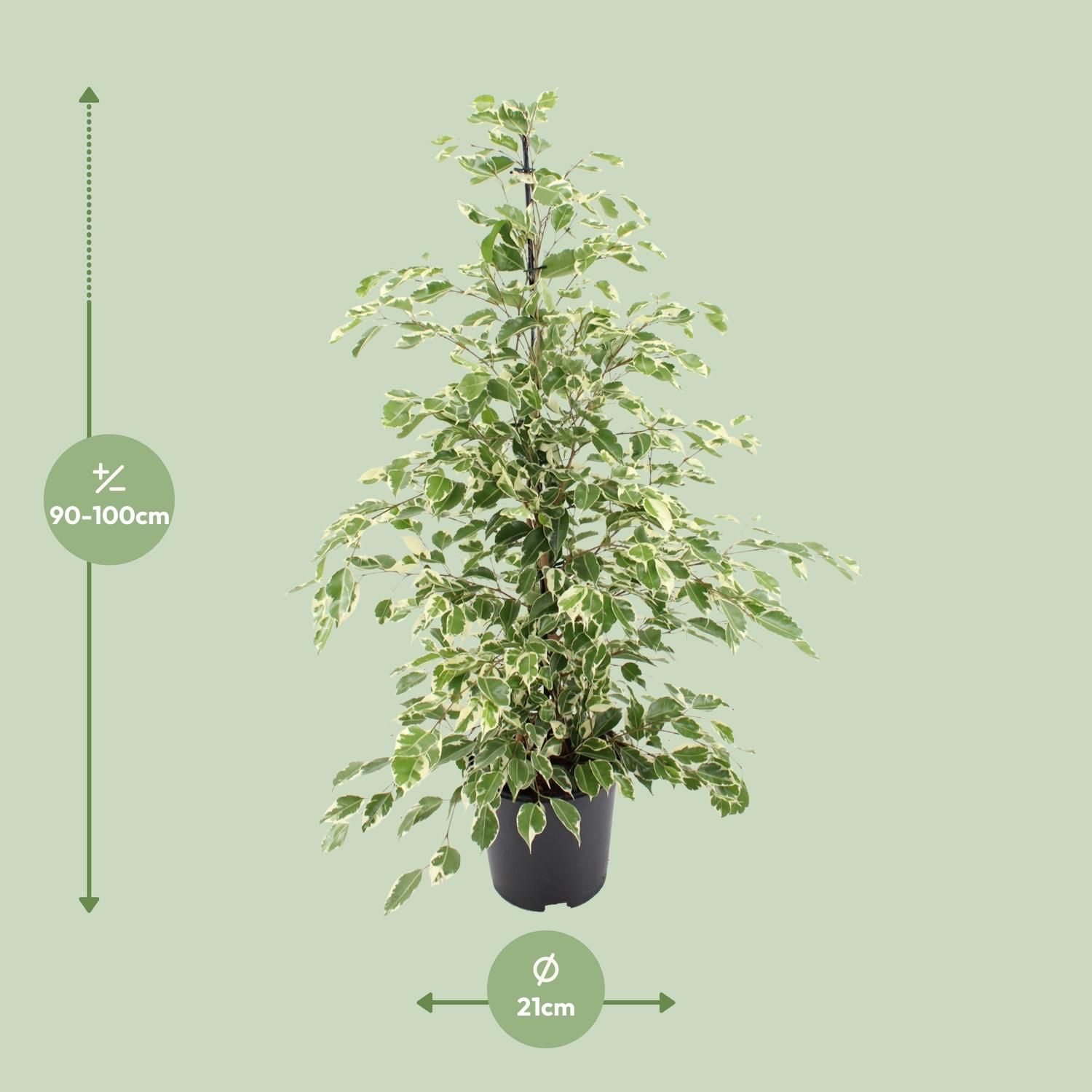 Ficus benjamina Twilight (8720634289276)