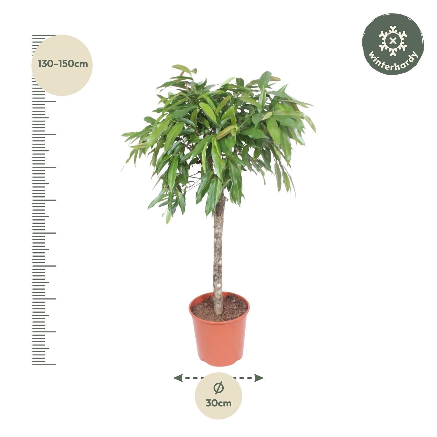 Ficus Amstel King - 130 cm - ø30 (8721055690627)