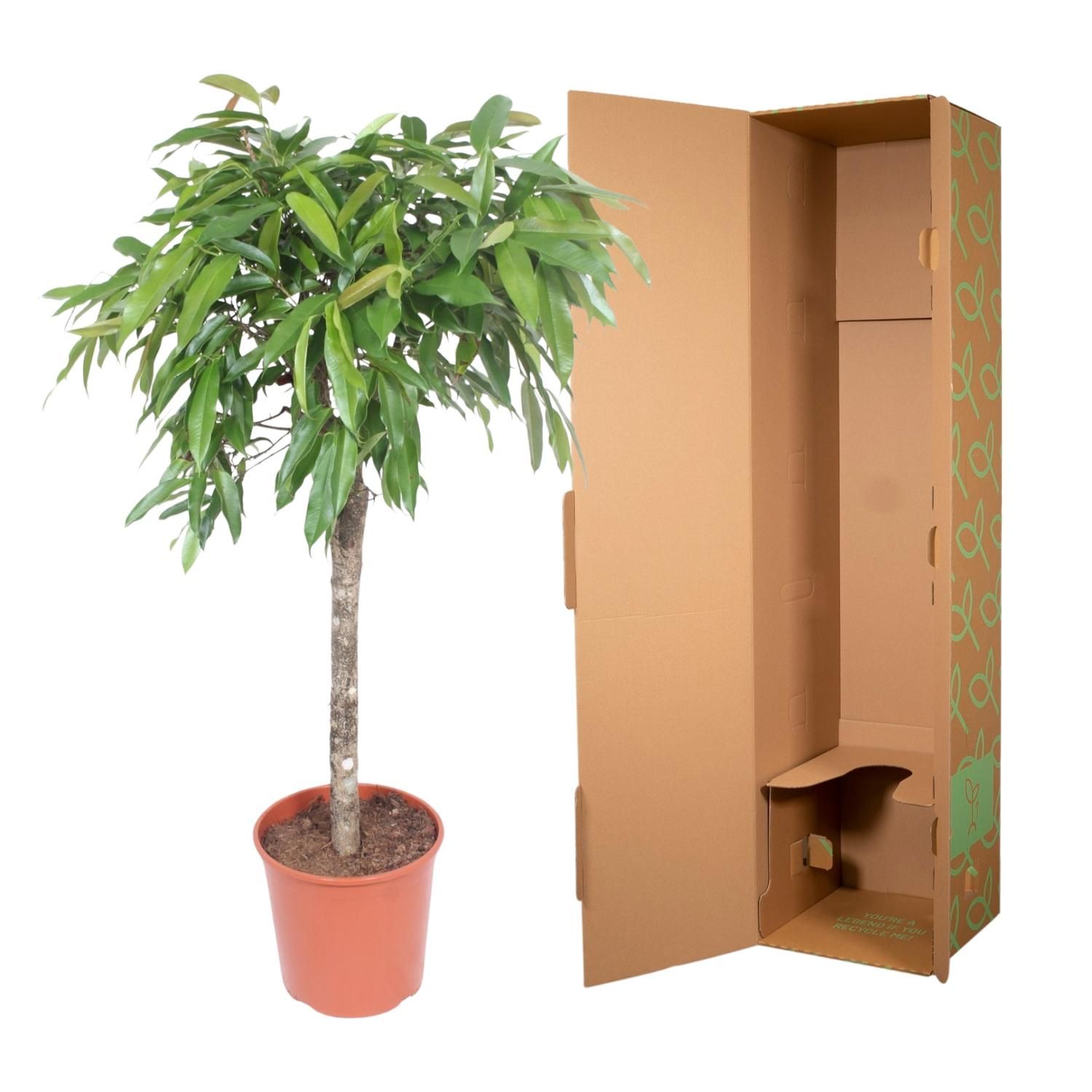 Ficus Amstel King - 130 cm - ø30 (8721055690627)