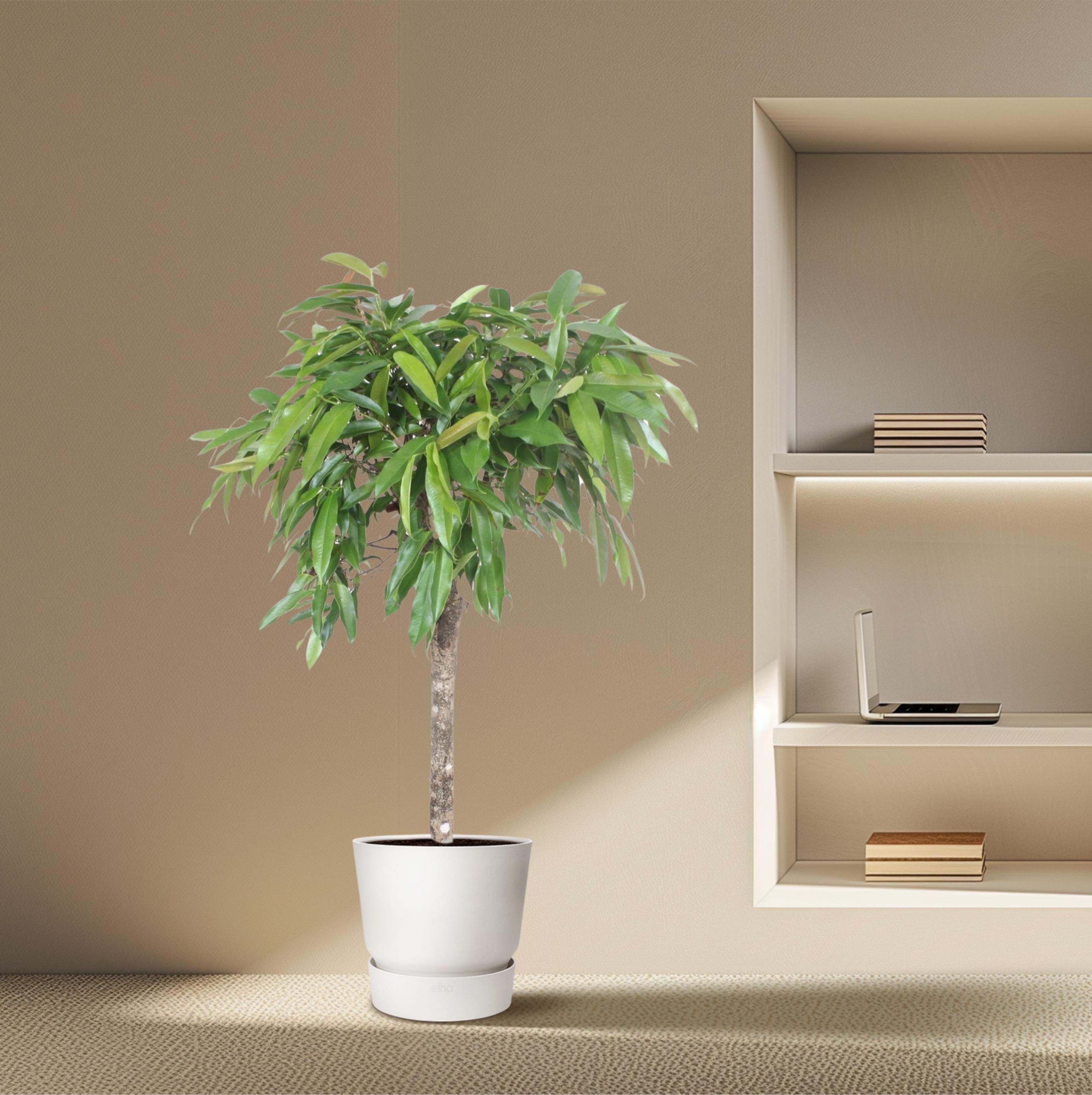 Ficus Amstel King - 130 cm - ø30 (8721055690627)