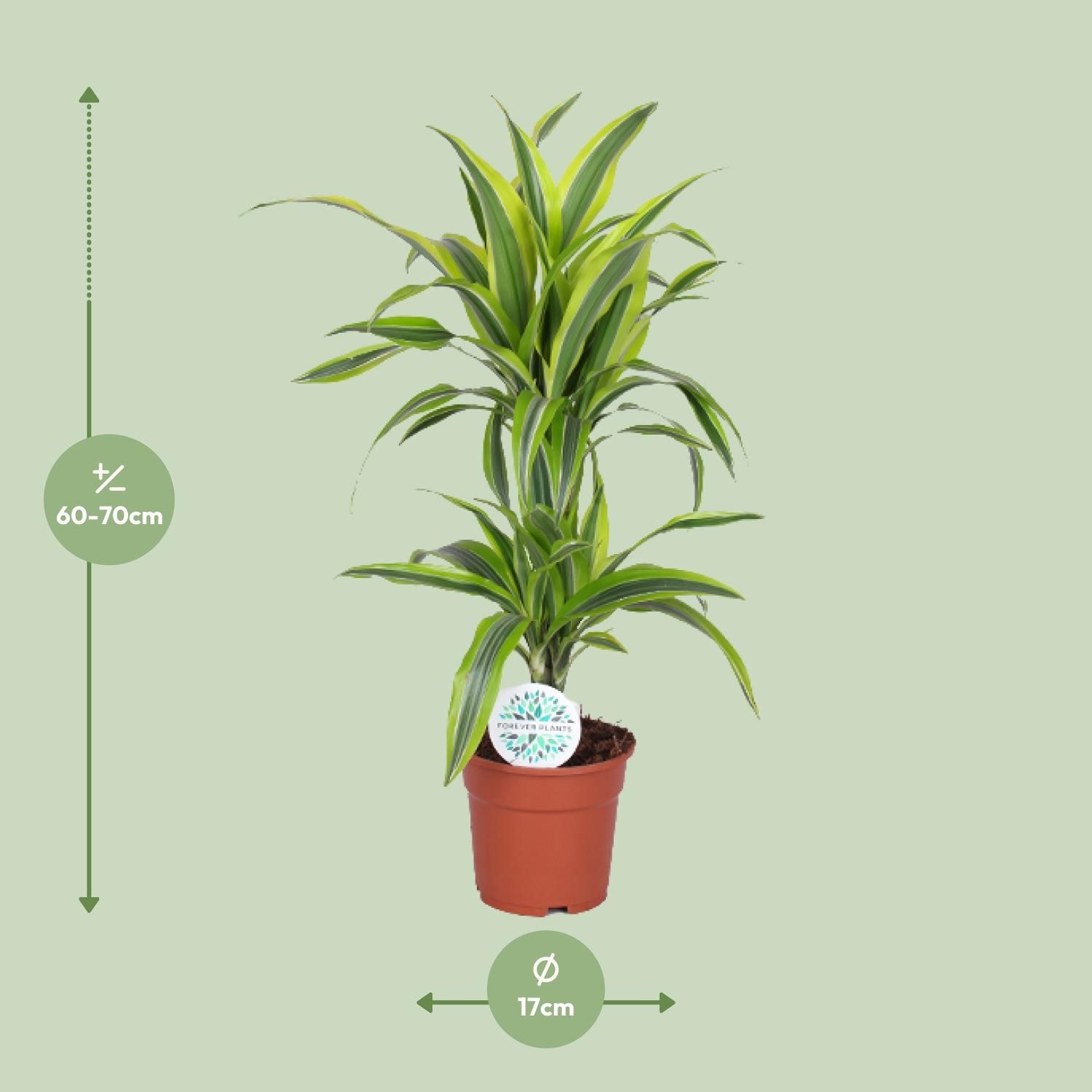 Dracaena Lemon Lime (19173)