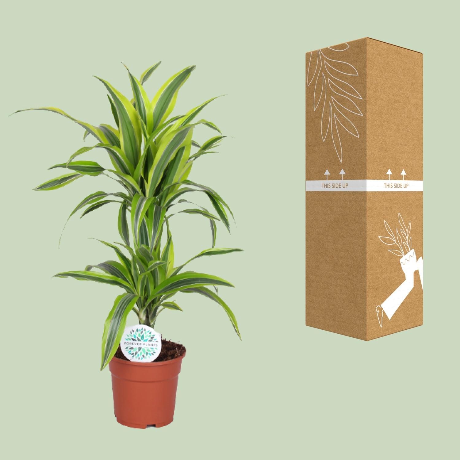 Dracaena Lemon Lime (19173)