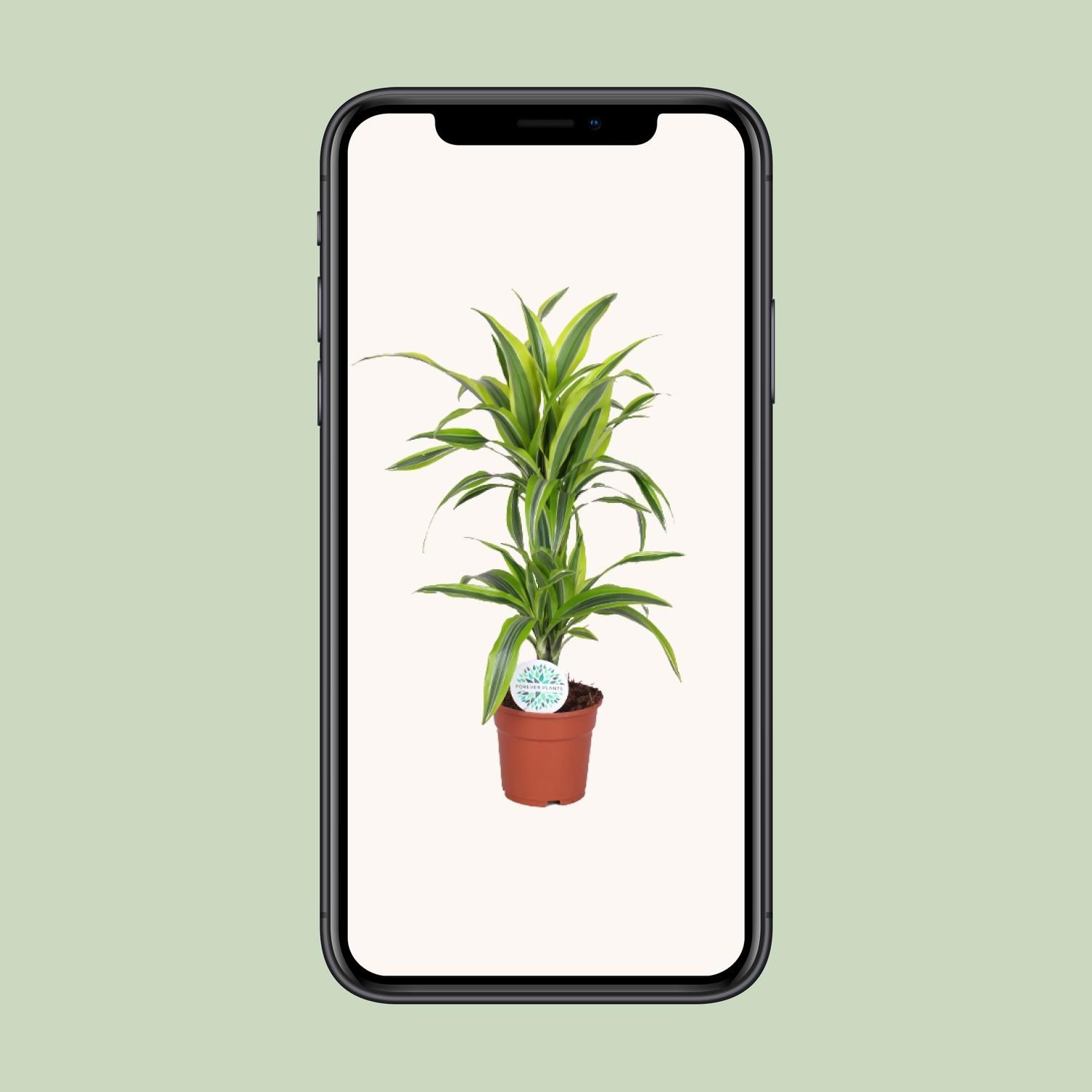 Dracaena Lemon Lime (19173)