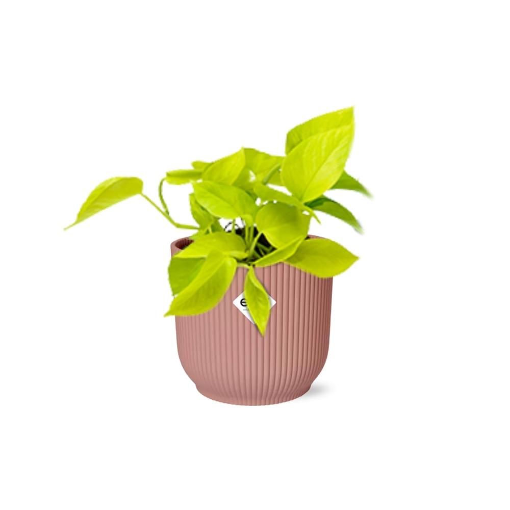 Epipremnum Pinnatum ‘Golden Pothos’ in ELHO Vibes Fold 14cm roze (21714)