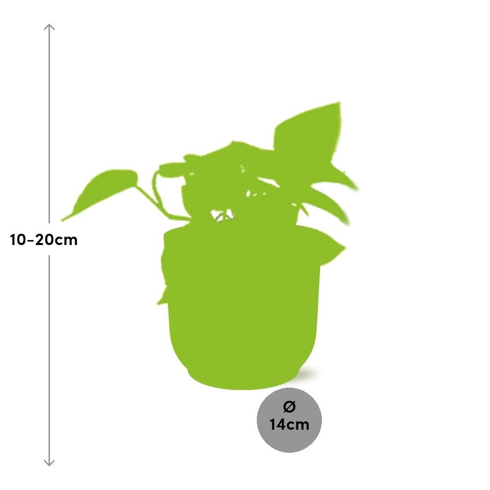 Epipremnum Pinnatum ‘Golden Pothos’ in ELHO Vibes Fold 14cm roze (21714)