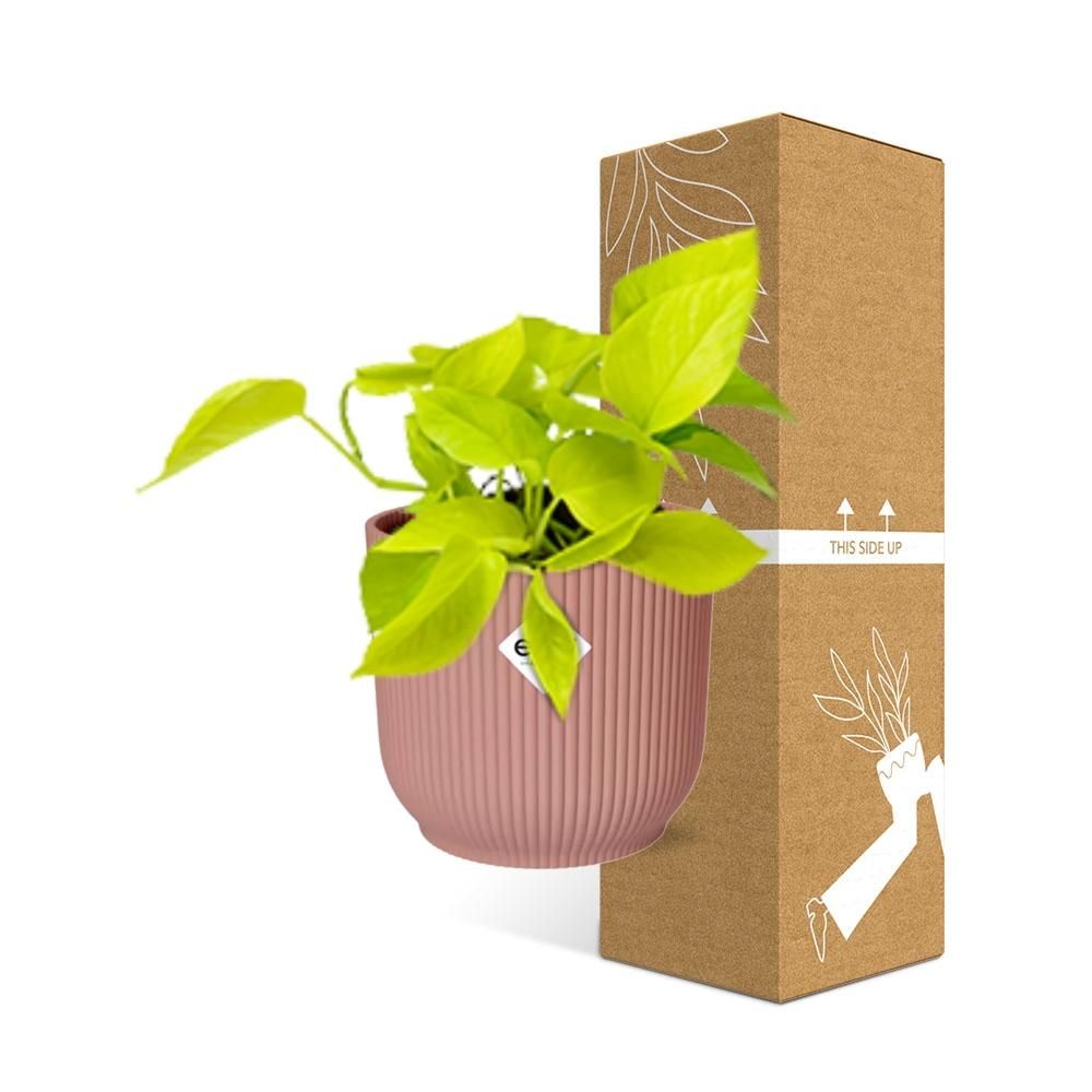 Epipremnum Pinnatum ‘Golden Pothos’ in ELHO Vibes Fold 14cm roze (21714)