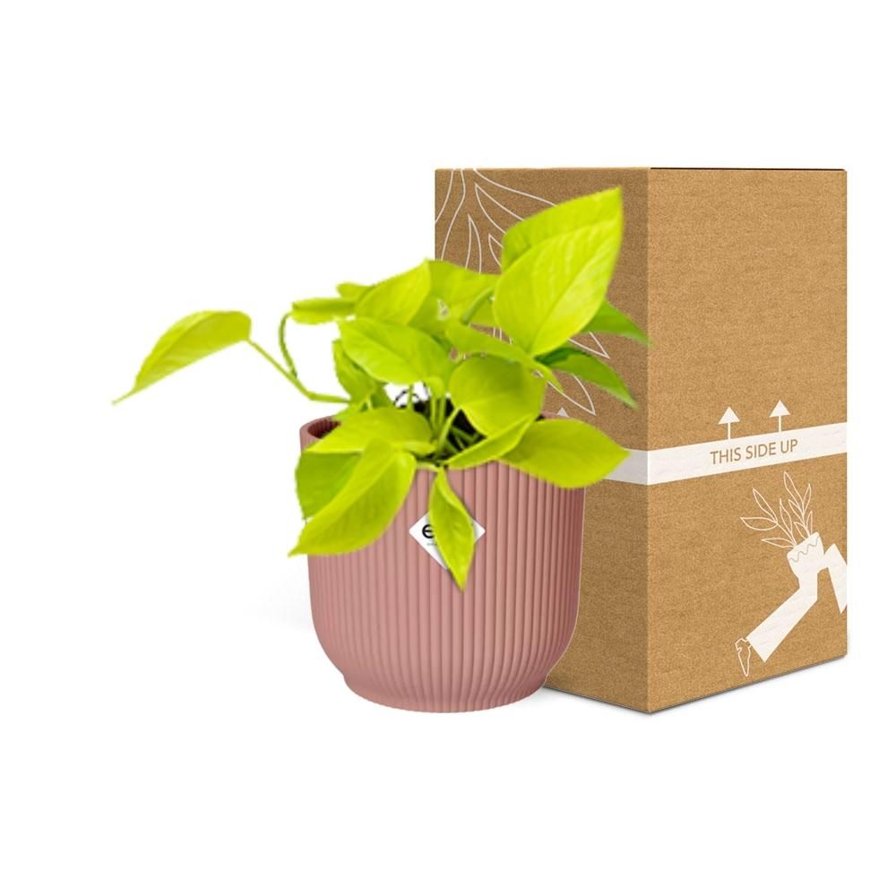Epipremnum Pinnatum ‘Golden Pothos’ in ELHO Vibes Fold 14cm roze (21714)