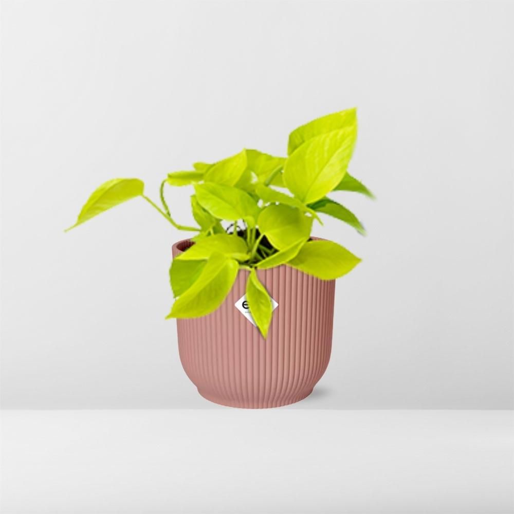 Epipremnum Pinnatum ‘Golden Pothos’ in ELHO Vibes Fold 14cm roze (21714)
