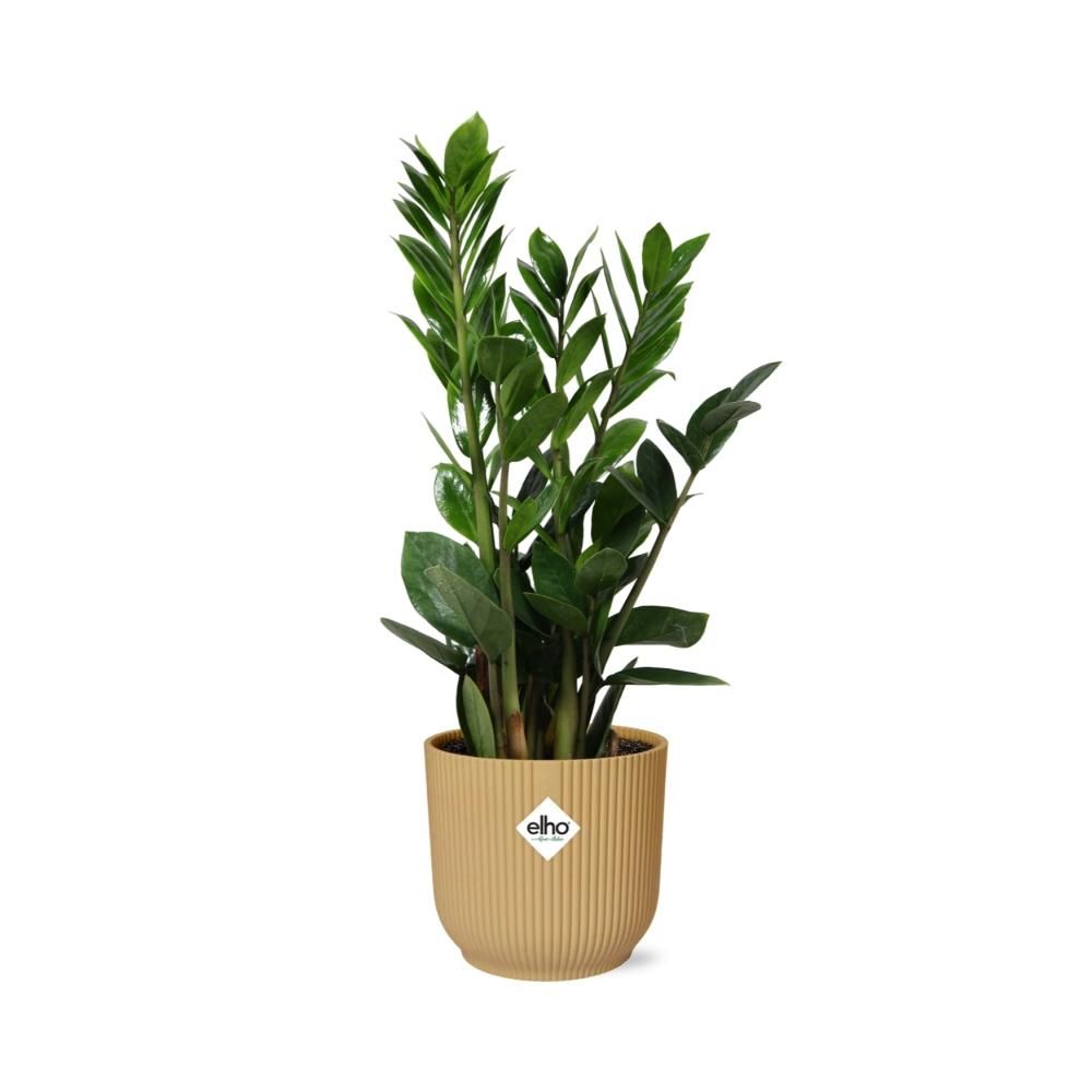 Zamioculcas – Hoogte 45-50 in ELHO Vibes Fold 14cm geel (21700)