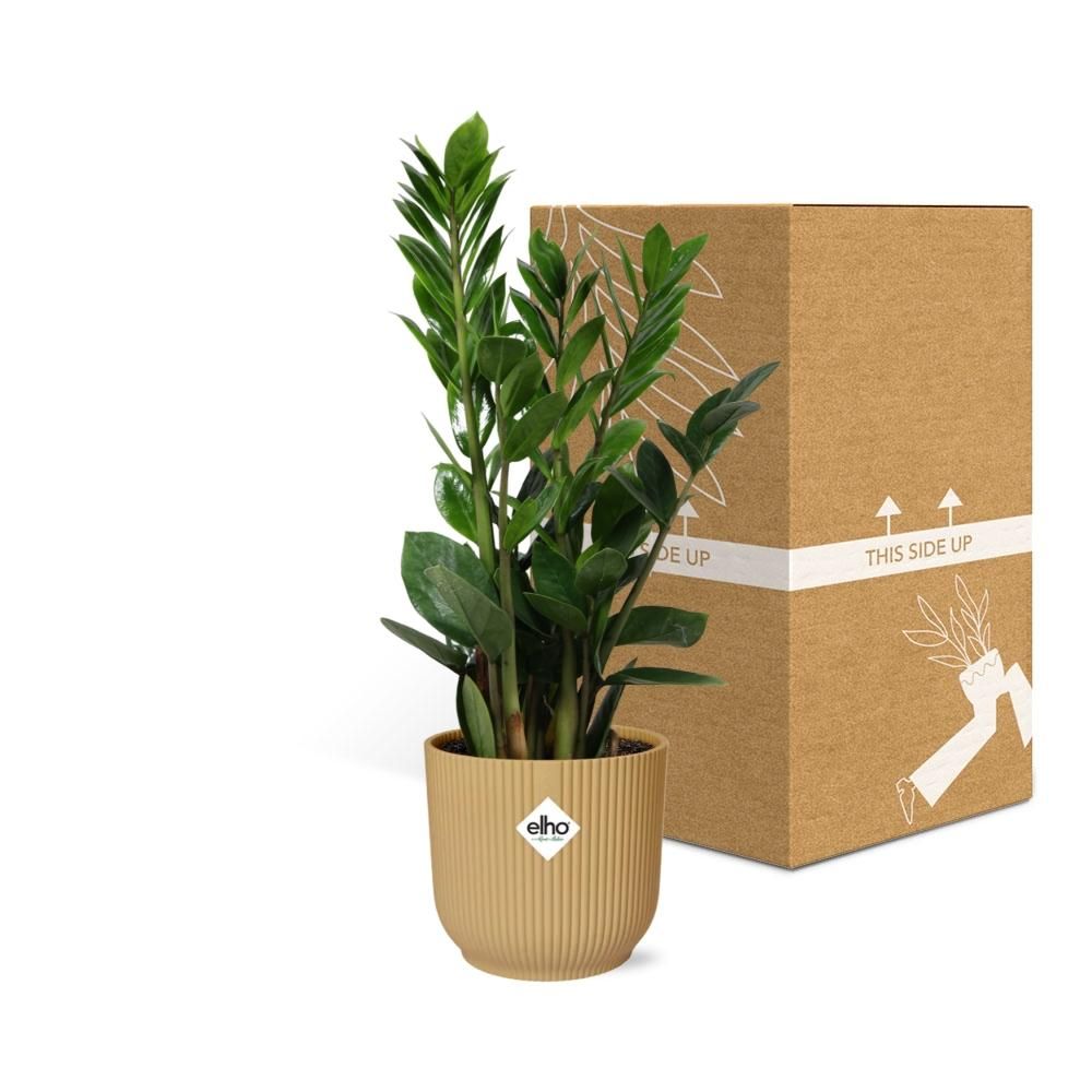 Zamioculcas – Hoogte 45-50 in ELHO Vibes Fold 14cm geel (21700)