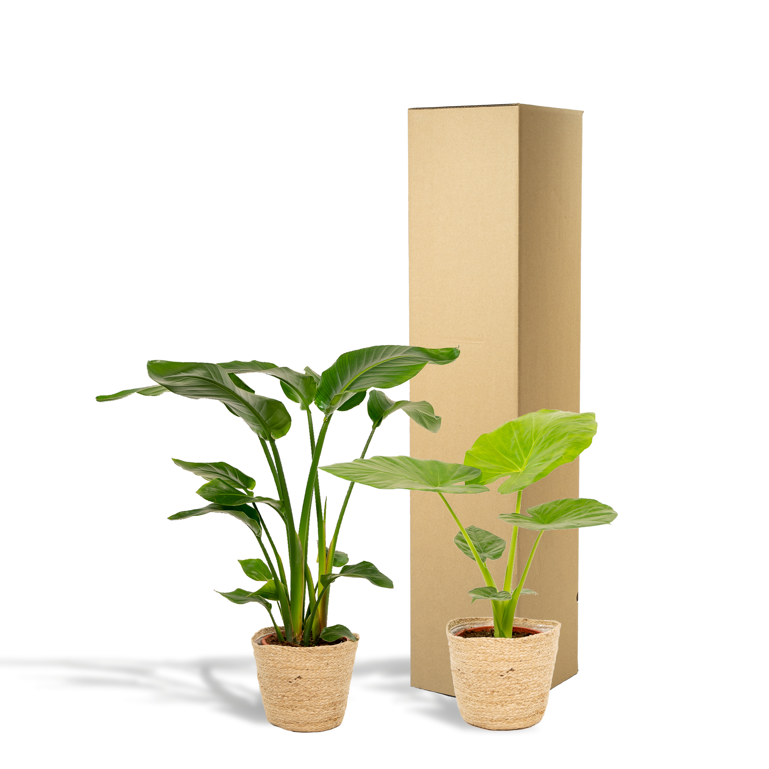 Strelitzia Nicolai - Alocasia Macrorrhiza - Mand Selin (8720955320238)
