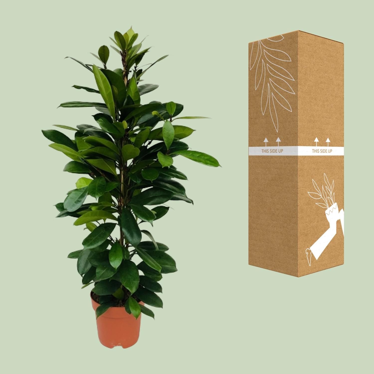 Ficus Cyathistipula (8720634287357)