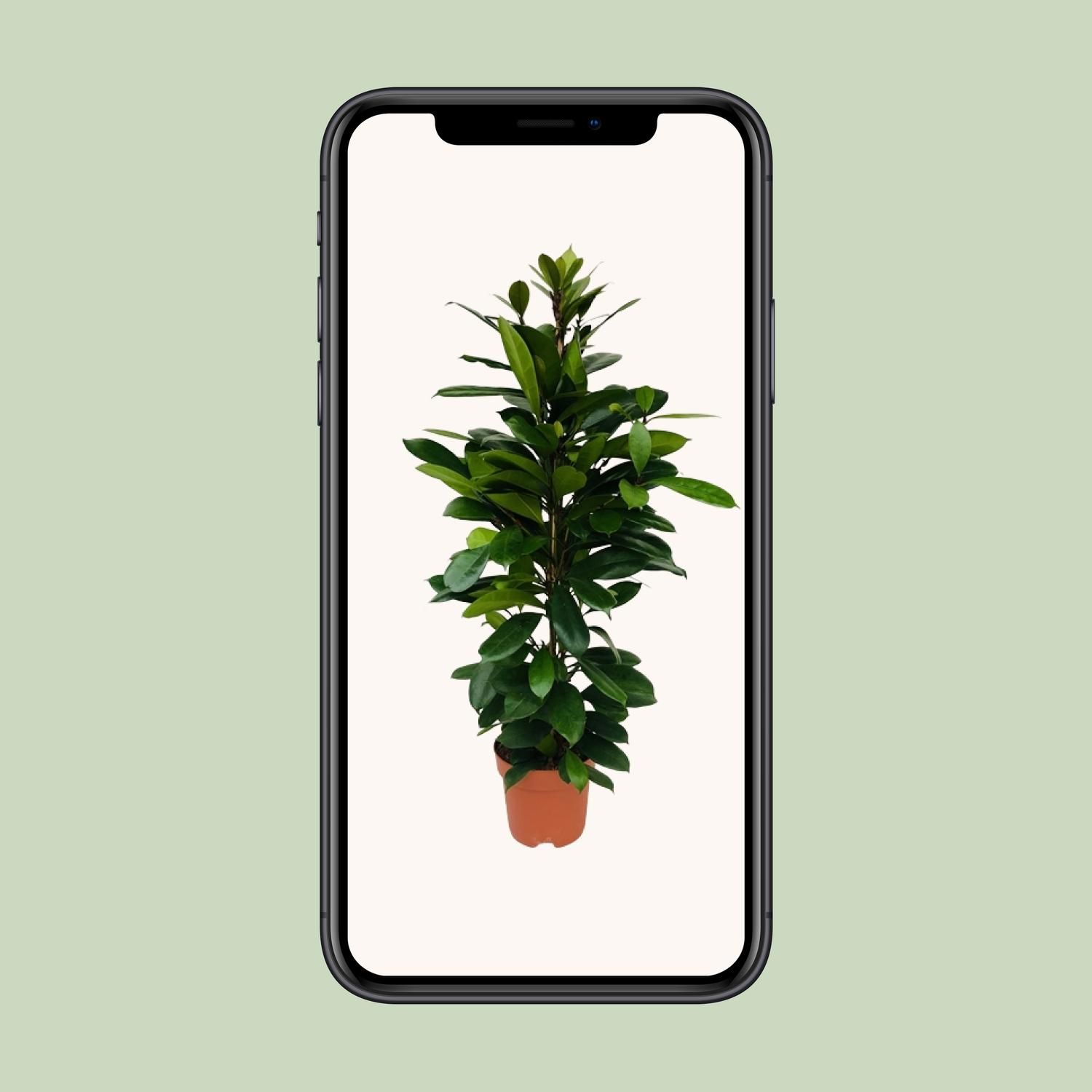 Ficus Cyathistipula (8720634287357)