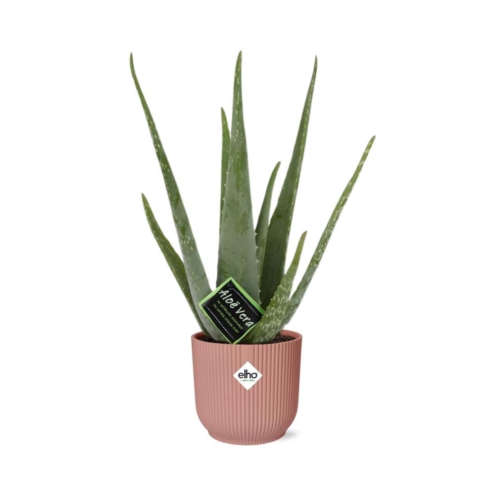 Aloe Vera 12cm in ELHO Vibes Fold 14cm roze (21709)