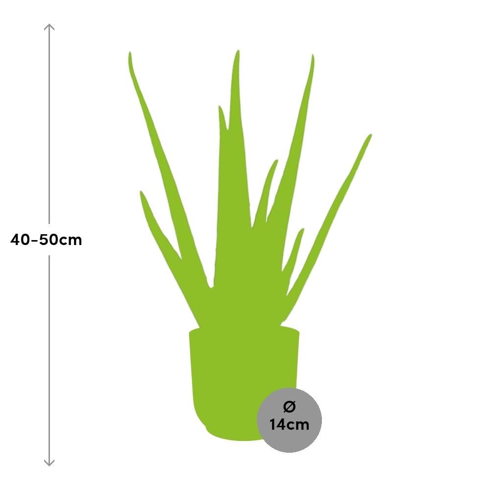 Aloe Vera 12cm in ELHO Vibes Fold 14cm roze (21709)