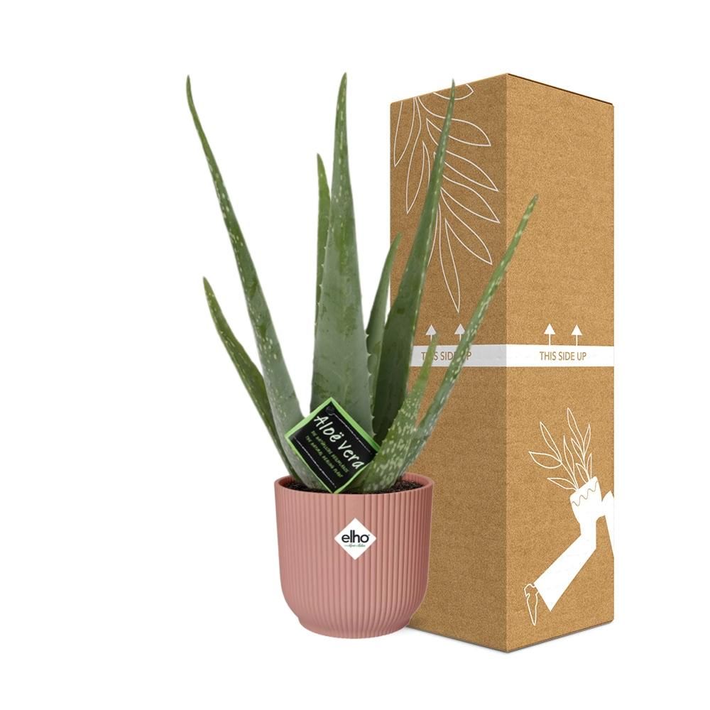 Aloe Vera 12cm in ELHO Vibes Fold 14cm roze (21709)