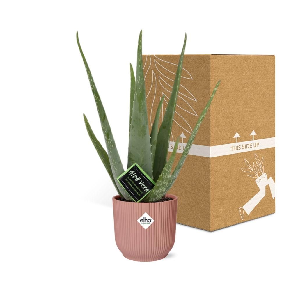 Aloe Vera 12cm in ELHO Vibes Fold 14cm roze (21709)
