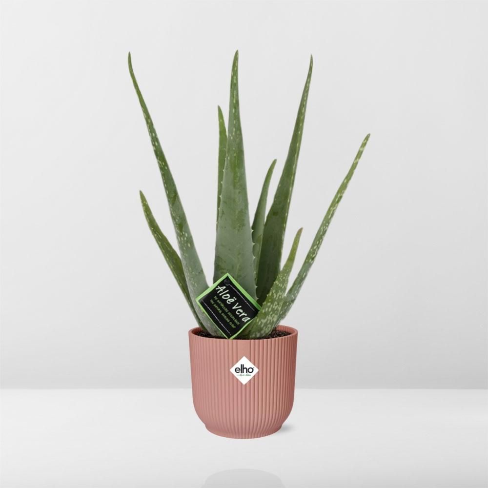 Aloe Vera 12cm in ELHO Vibes Fold 14cm roze (21709)