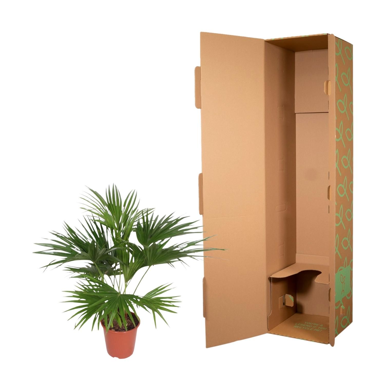 Livistona Chinensis - 150 cm - ø24 (8721055691037)