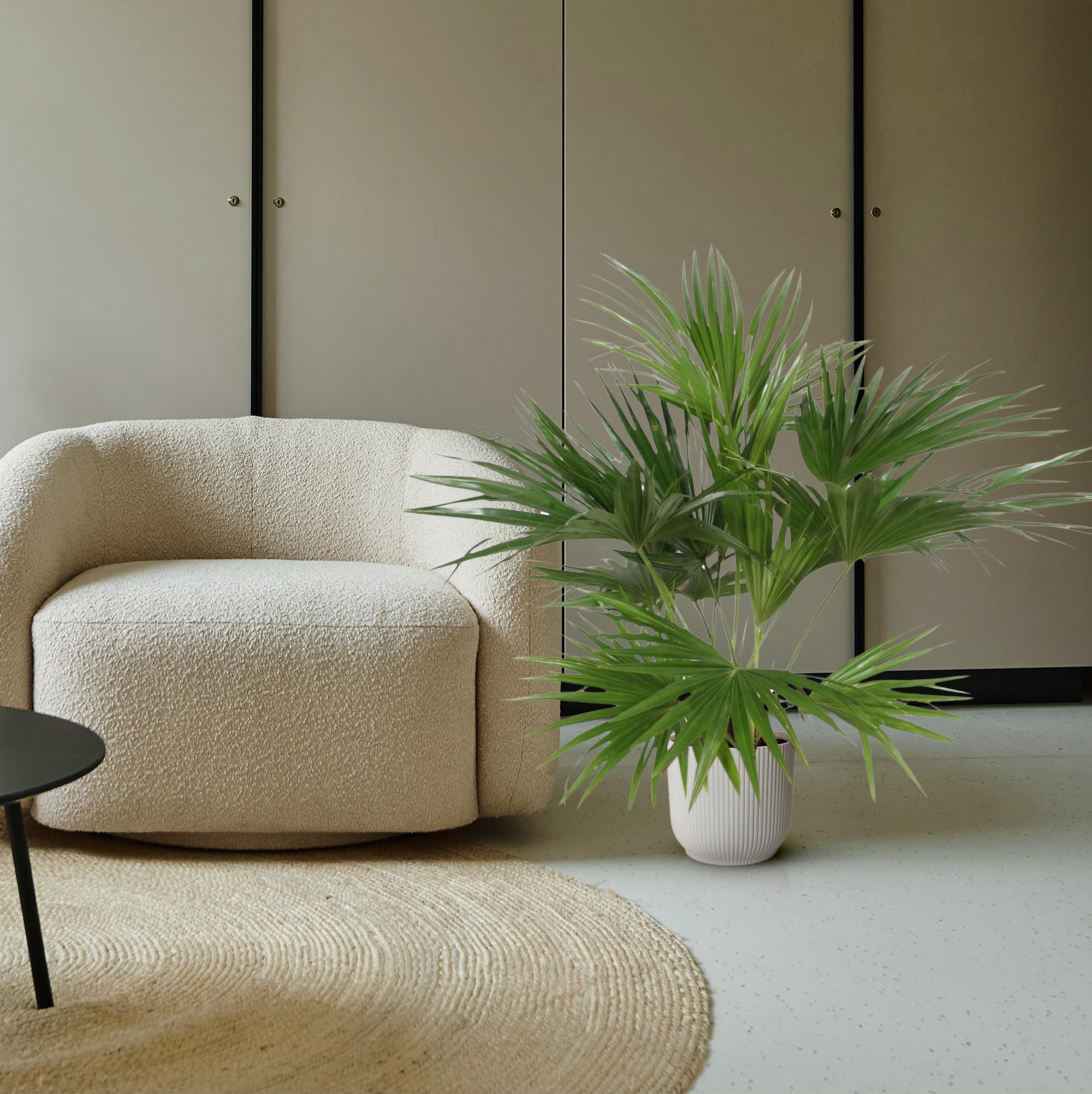 Livistona Chinensis - 150 cm - ø24 (8721055691037)