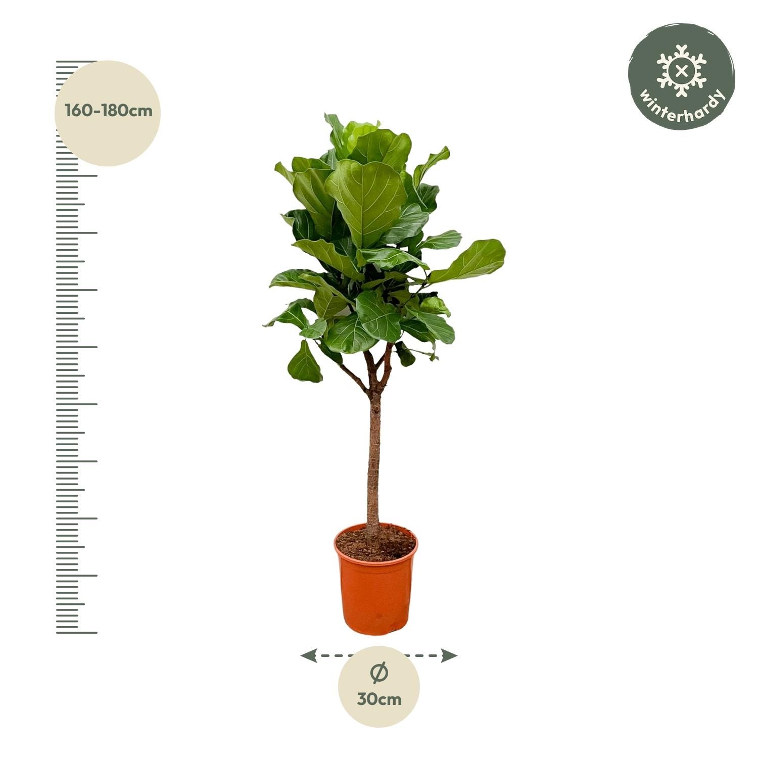 Ficus Lyrata boom - 180cm - ⌀30 (8721055693437)