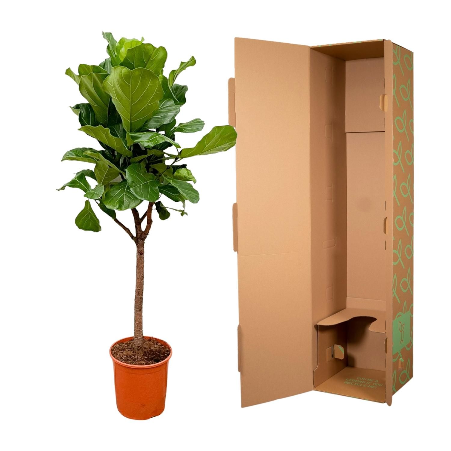 Ficus Lyrata boom - 180cm - ⌀30 (8721055693437)