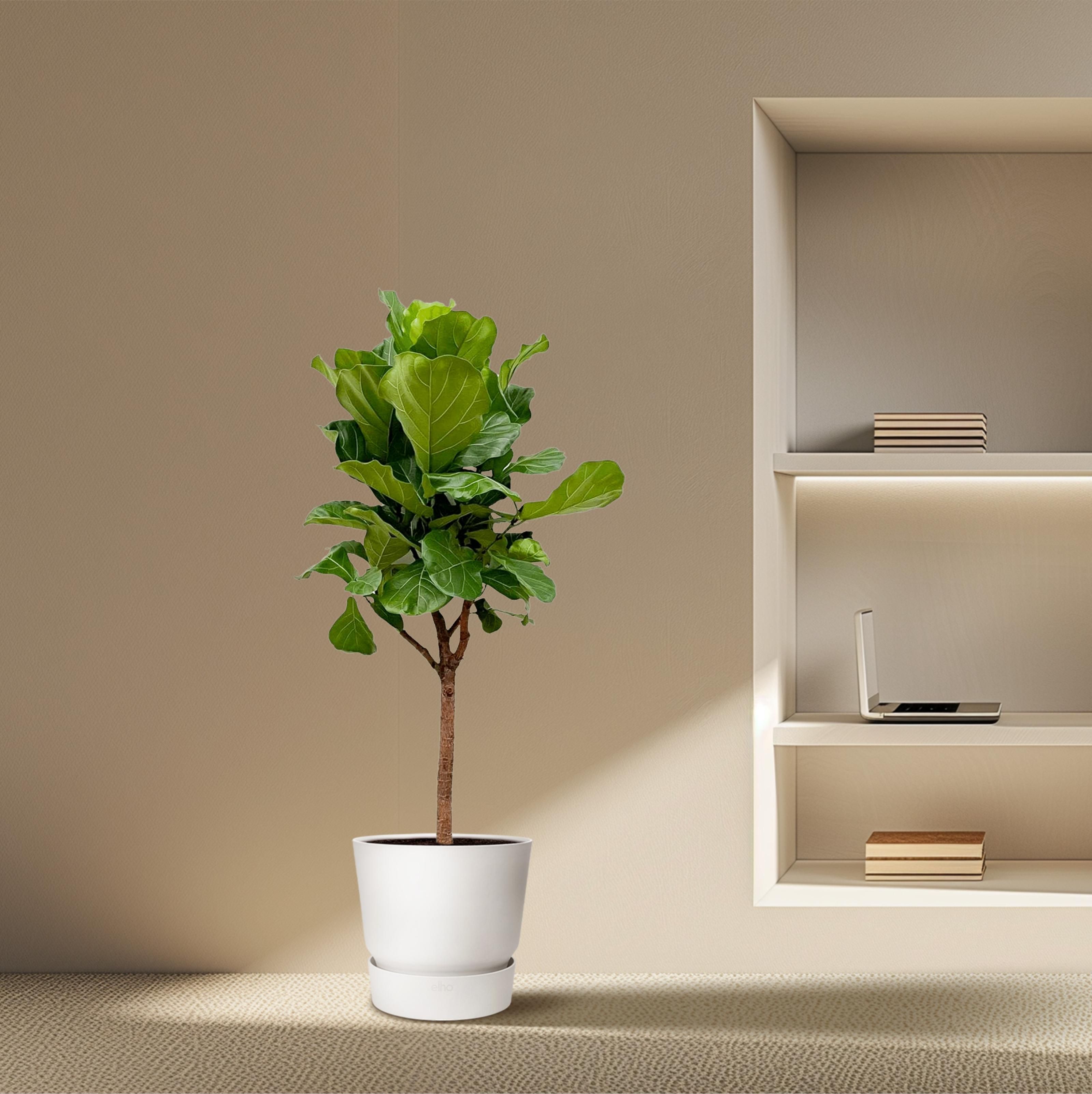 Ficus Lyrata boom - 180cm - ⌀30 (8721055693437)