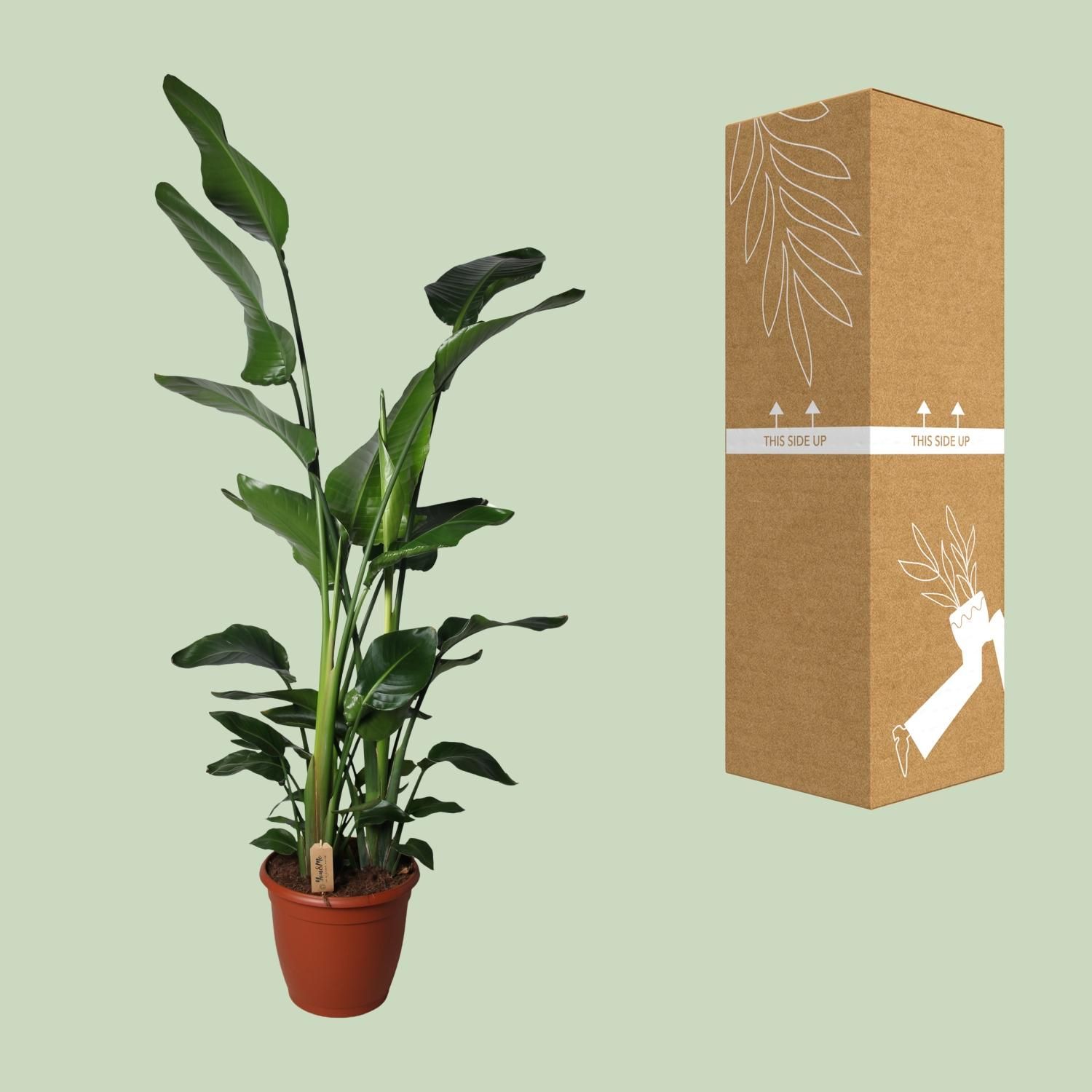 Strelitzia Nicolai (18846)