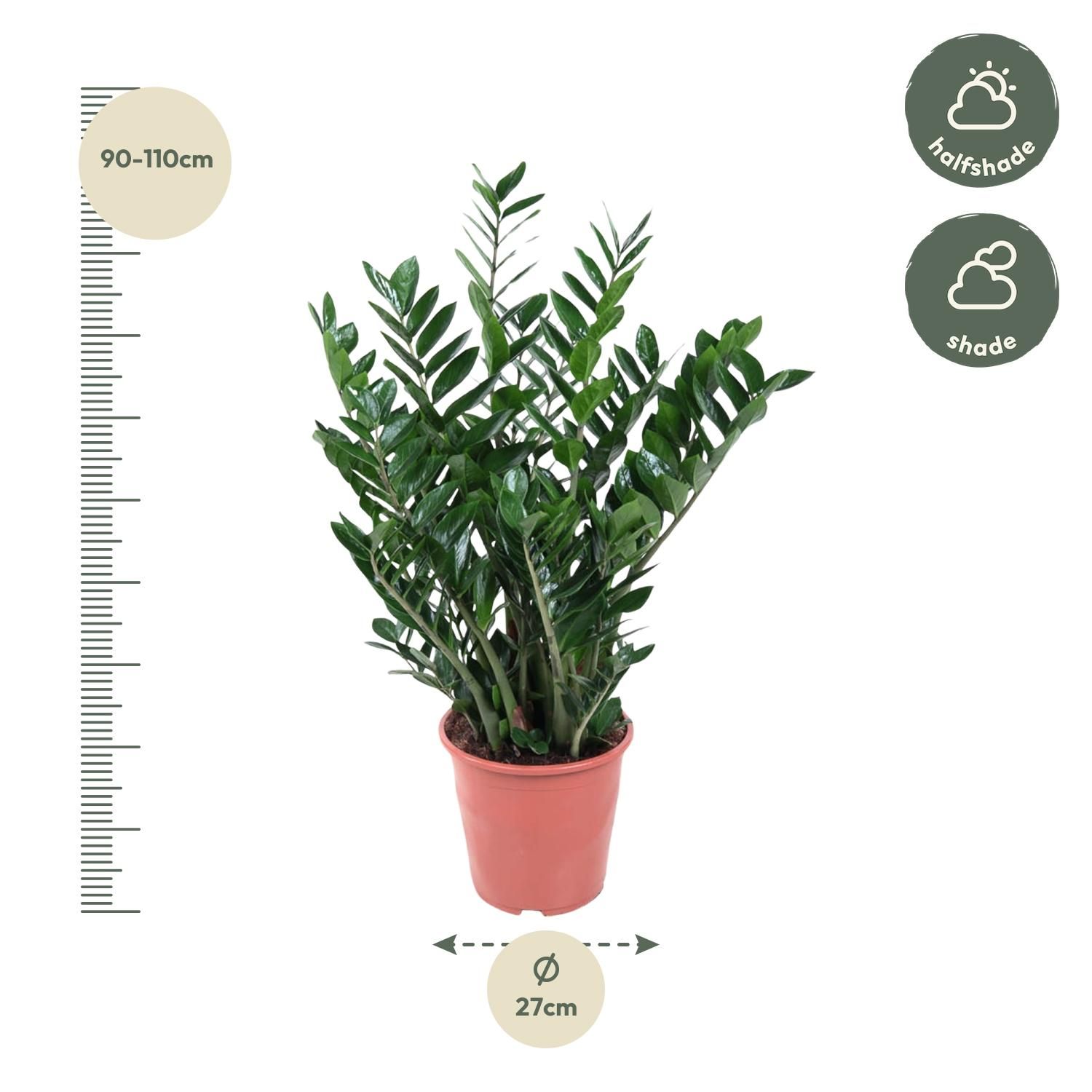 Zamioculcas Zamiifolia - 100 cm - ø27 (8721055692997)