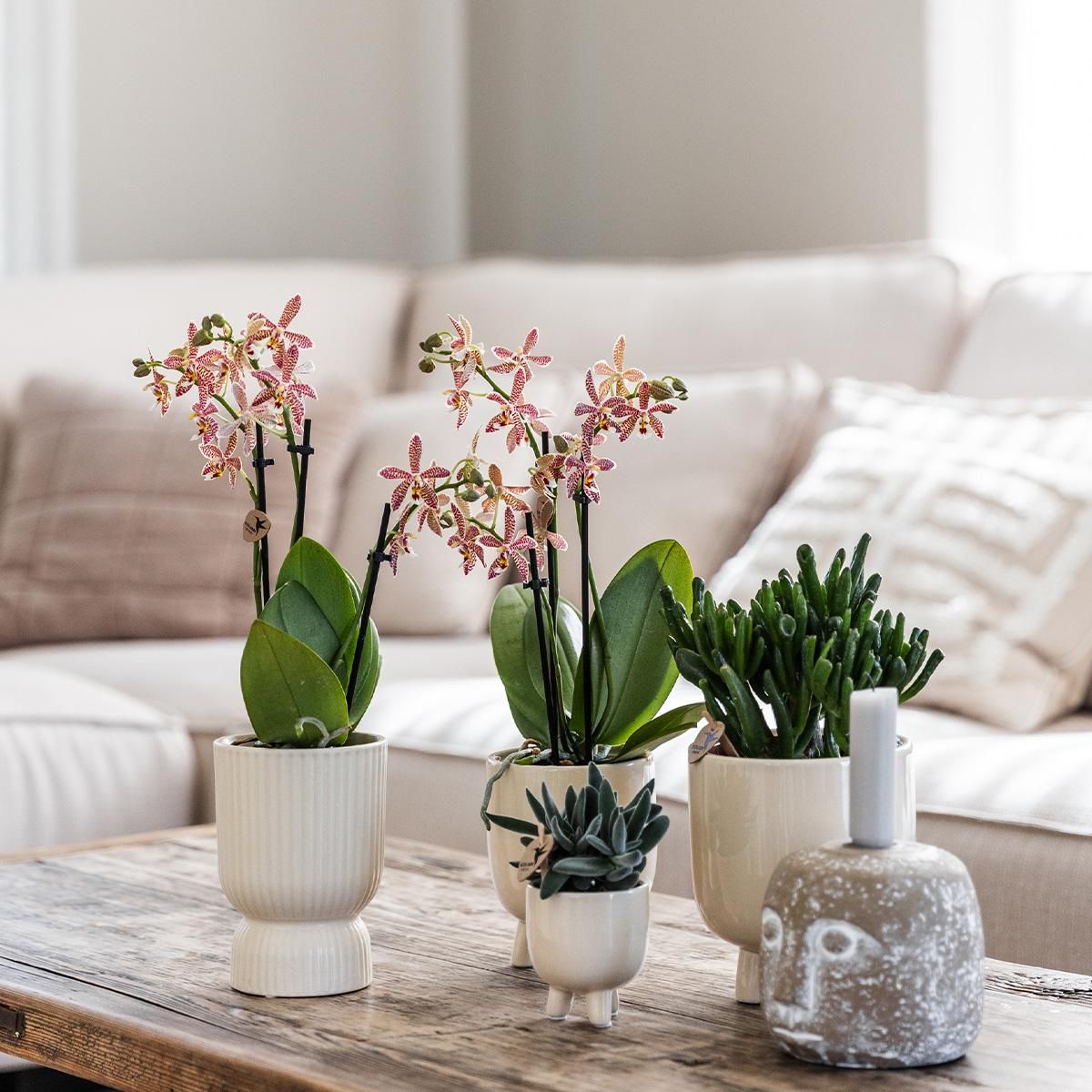rode Phalaenopsis orchidee - Congo + Diabolo travertine (8785279221395)