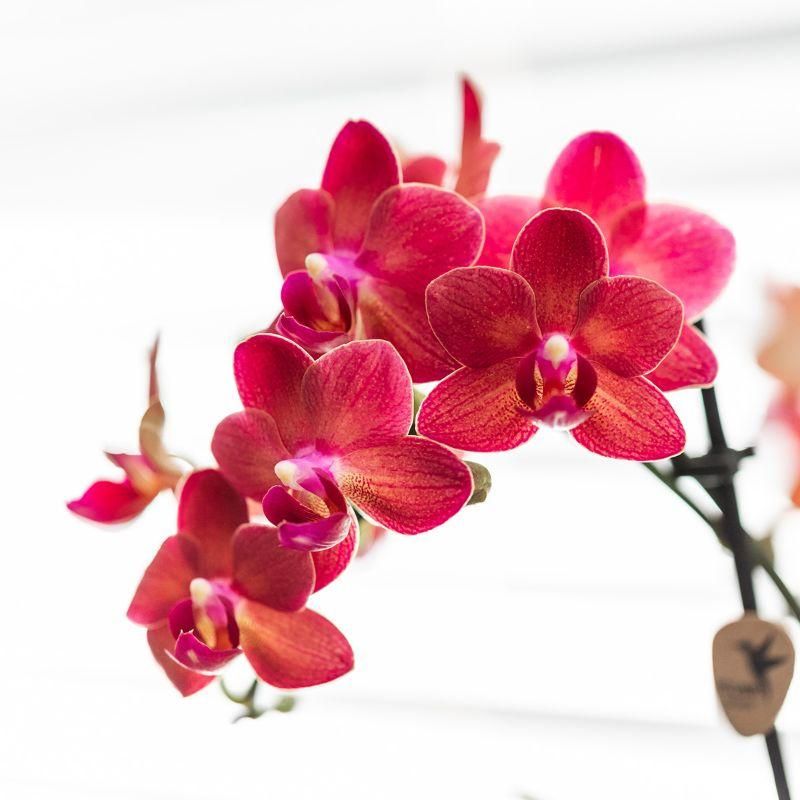 rode Phalaenopsis orchidee - Congo + Diabolo travertine (8785279221395)