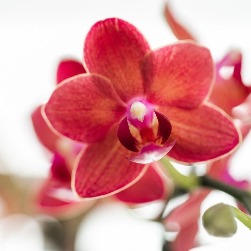 rode Phalaenopsis orchidee - Congo + Diabolo travertine (8785279221395)