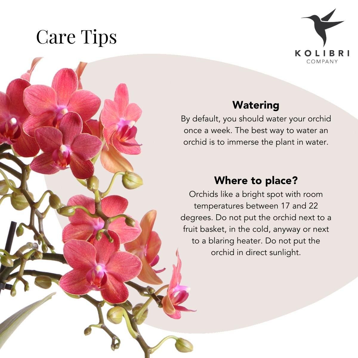 rode Phalaenopsis orchidee - Congo + Diabolo travertine (8785279221395)
