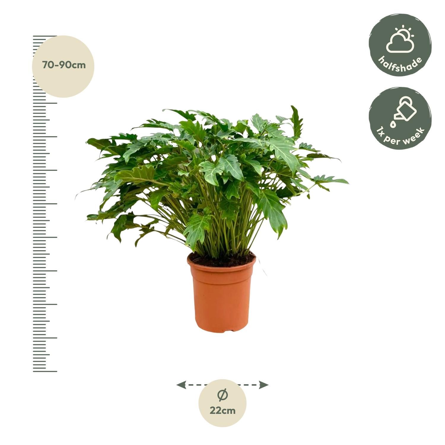 Philodendron Xanadu - 80 cm - Ø27 (8721055697268)
